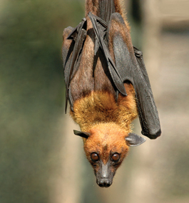 UPSIDE/DOWNSIDE: Flying foxes are vital to rain forest ecology; they are also reservoirs for many threatening new diseases, including the Nipah virus.